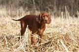 SETTER IRLANDAIS 511